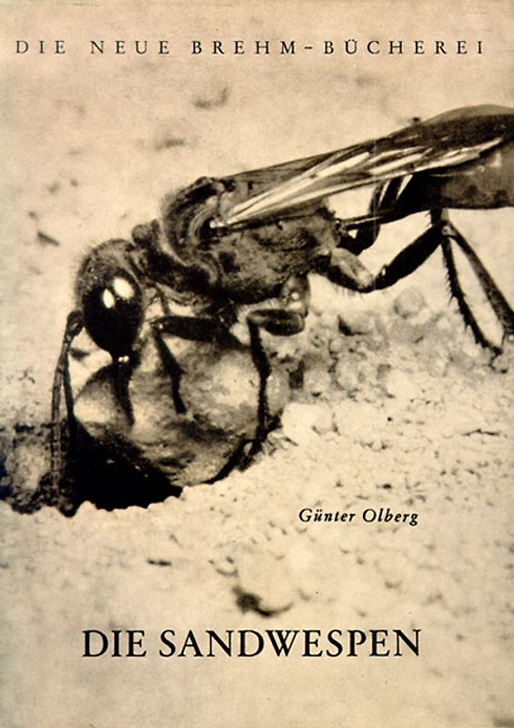 Die Sandwespen