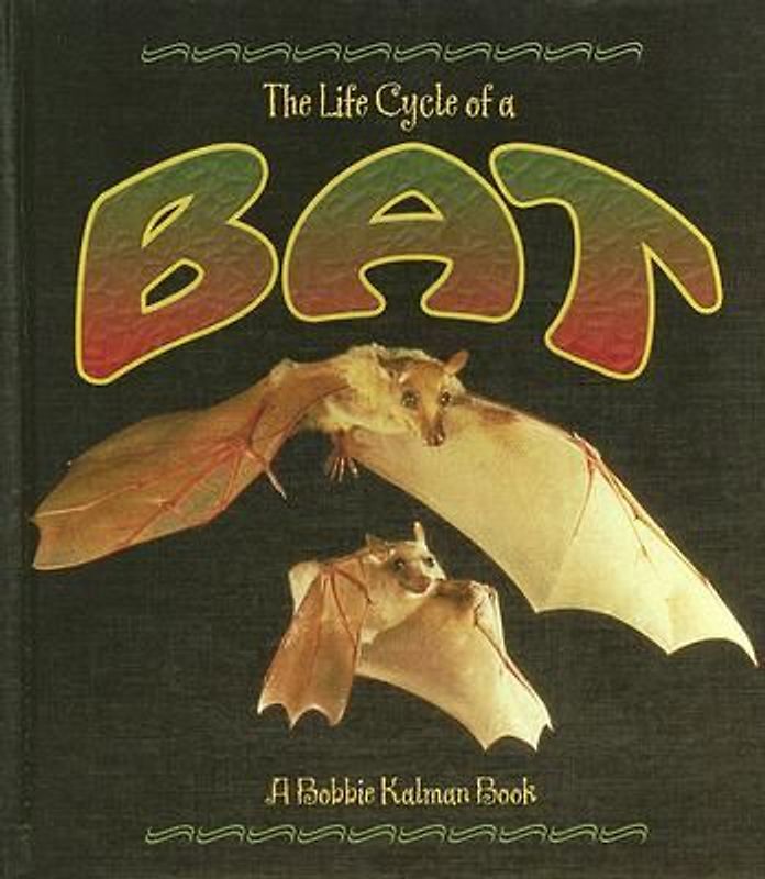 The Life Cycle of a Bat