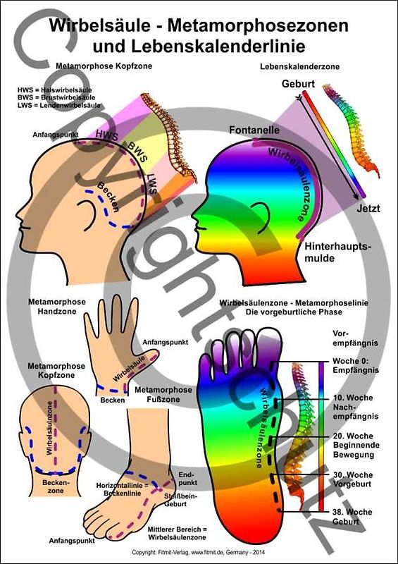 Wirbelsäule - Metamorphosezonen