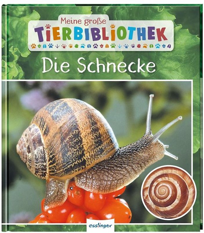 Meine große Tierbibliothek: Die Schnecke