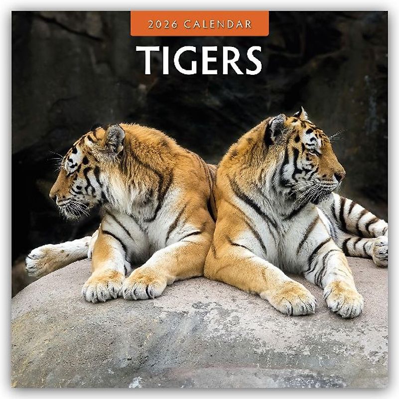 Tigers 2026 Square Wall Calendar