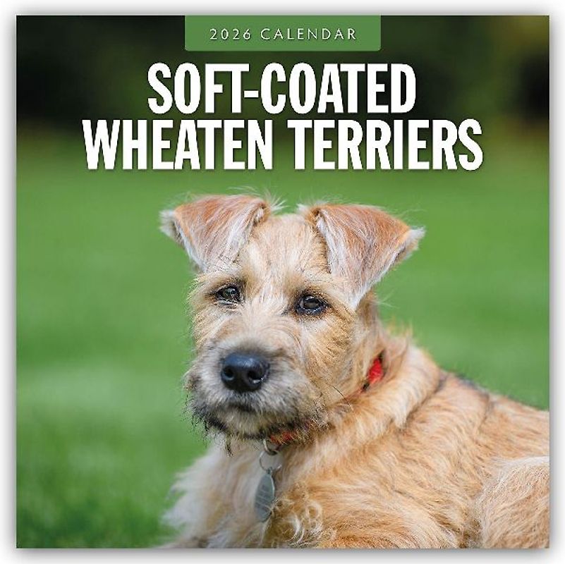 Soft-coated Wheaten Terriers 2026 Square Wall Calendar