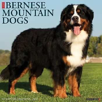 Bernese Mountain Dogs 2026 12 X 12 Wall Calendar