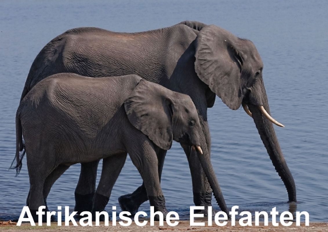 Afrikanische Elefanten (Posterbuch DIN A4 quer)