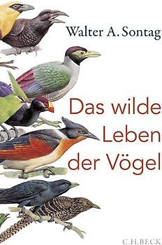 Das wilde Leben der Vögel
