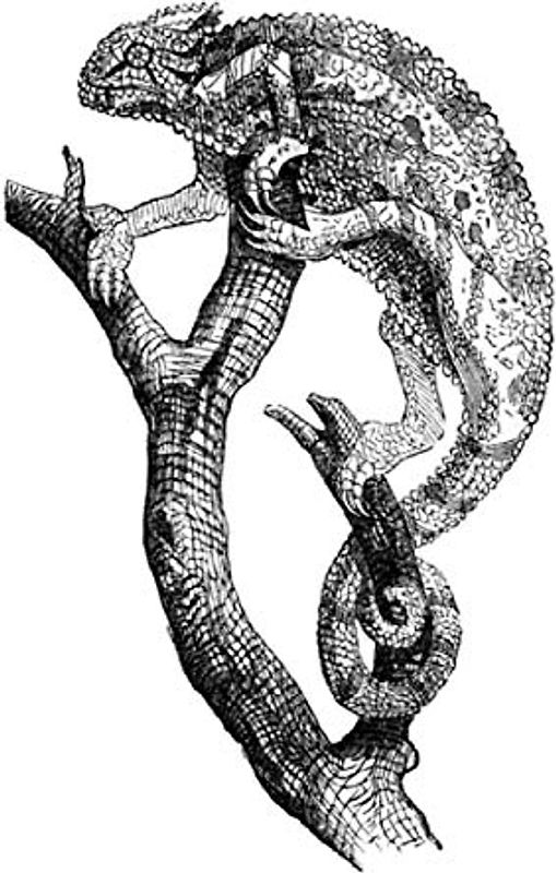 e.x.o.b.o | Notizbücher: Umfangreiches und exotisches Blanko-Journal mit einzigartiger Vintage-Handzeichnung (Chamäleon)