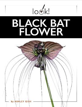 Black Bat Flower