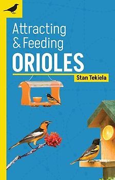 Attracting & Feeding Orioles