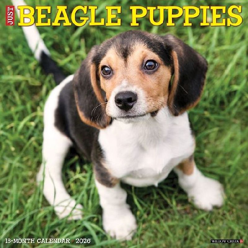 Beagle Puppies 2026 12 X 12 Wall Calendar