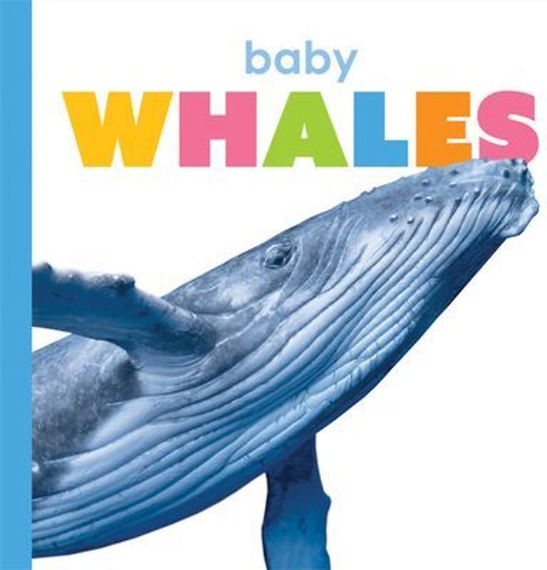 Baby Whales