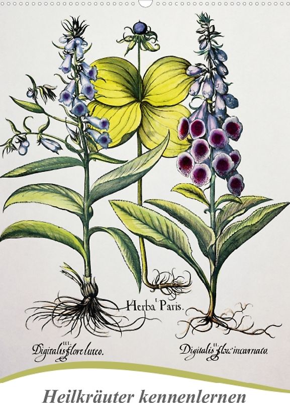 Heilkräuter kennenlernen (Posterbuch DIN A2 hoch)