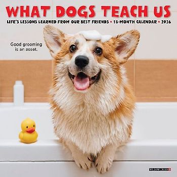 What Dogs Teach Us 2026 7 X 7 Mini Wall Calendar