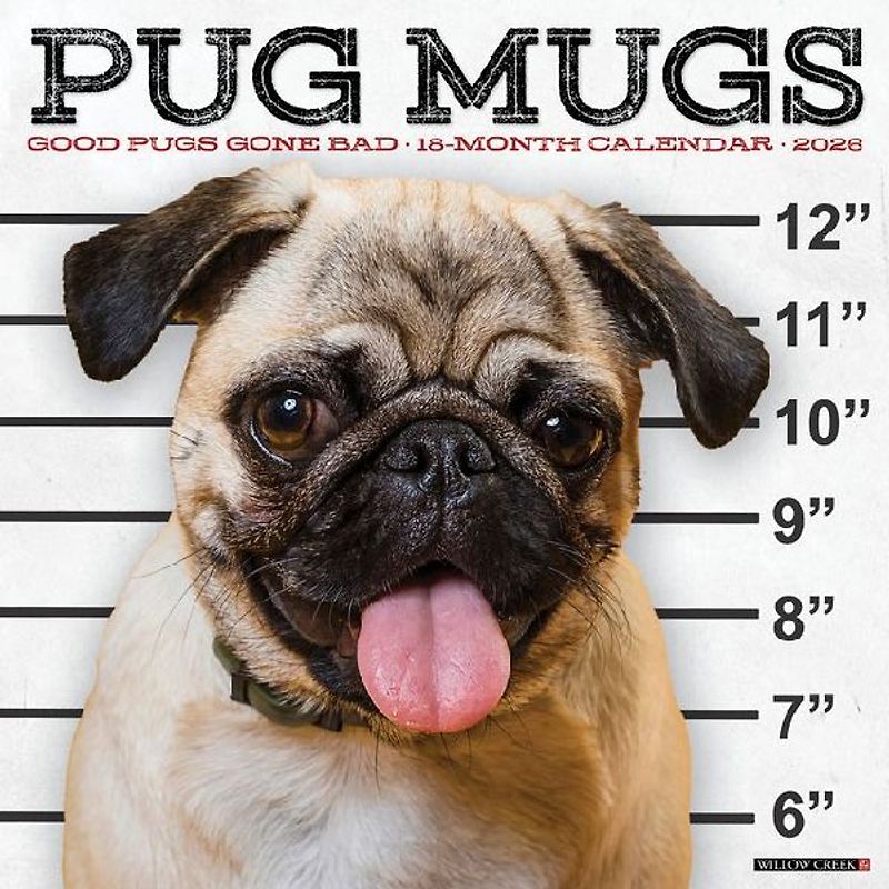 Pug Mugs 2026 12 X 12 Wall Calendar