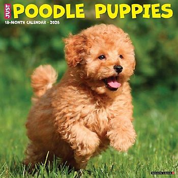 Poodle Puppies 2026 12 X 12 Wall Calendar