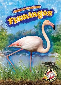 Flamingos