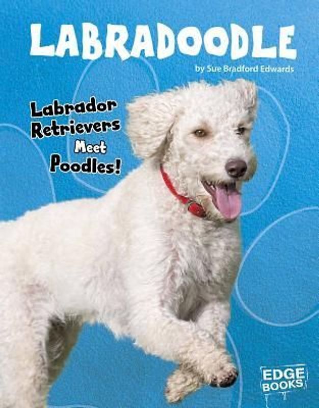 Labradoodle