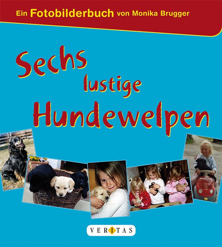 Sechs lustige Hundewelpen