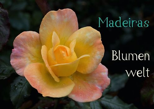 Madeiras Blumenwelt (Posterbuch DIN A3 quer)
