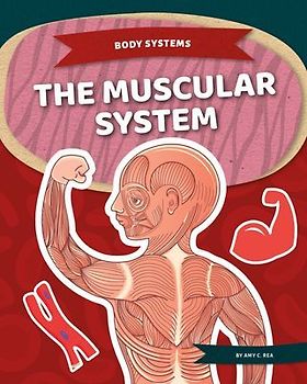 Muscular System