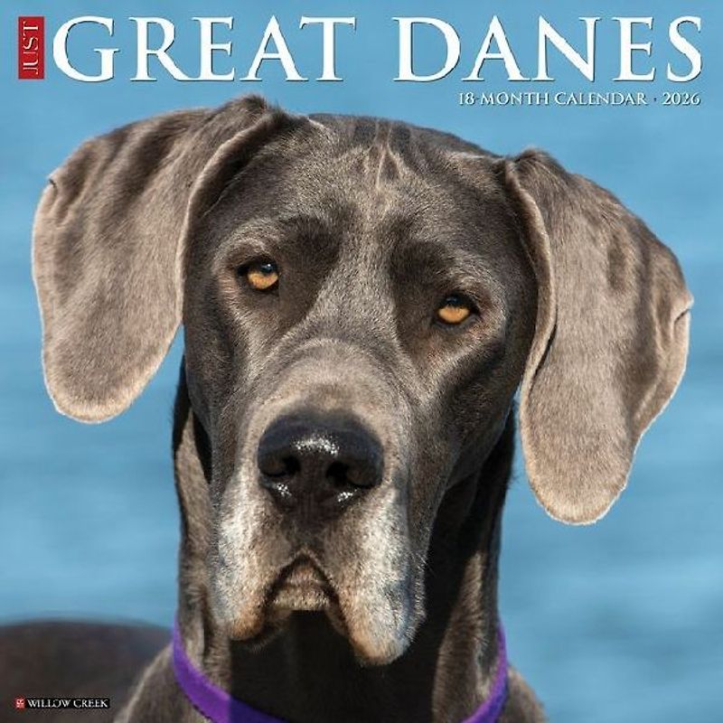 Great Danes 2026 12 X 12 Wall Calendar