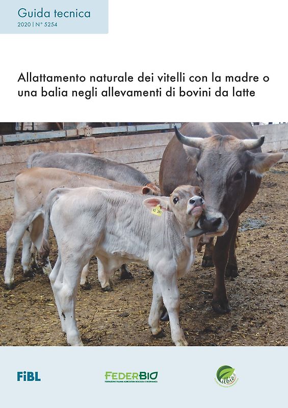 Allattamento naturale dei vitelli con la madre o una balia negli allevamenti di bovini da latte