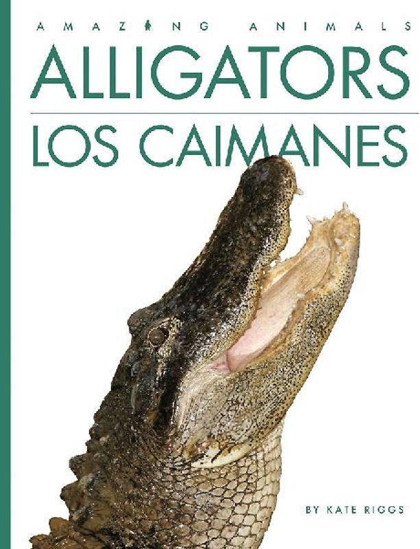 Alligators / Los Caimanes