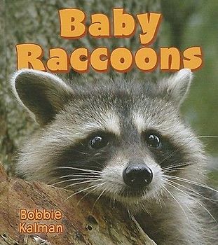 Baby Raccoons