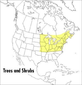 A Field Guide to Trees and Shrubs
