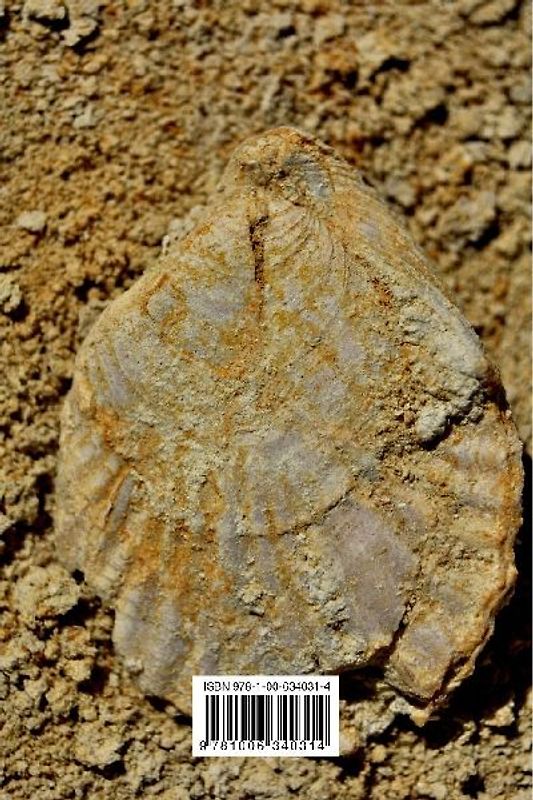 Cenozoic Brachiopoda of South Australia