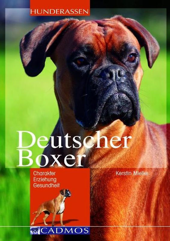 Deutscher Boxer