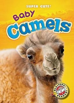 Baby Camels