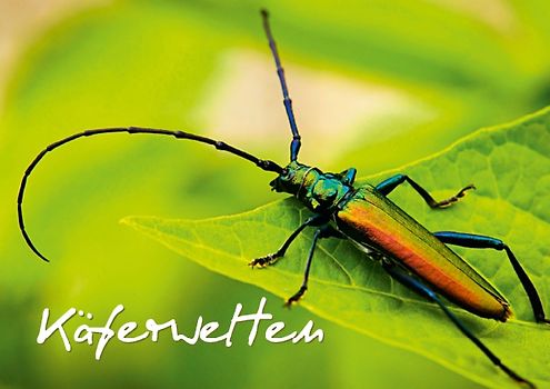 Käferwelten (Posterbuch DIN A3 quer)