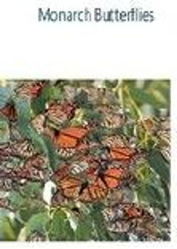 Monarch Butterflies