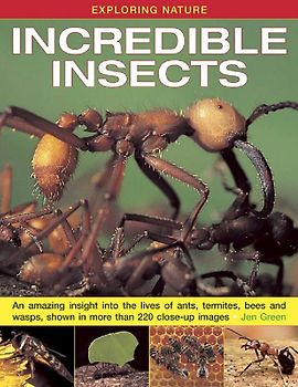 Exploring Nature: Incredible Insects