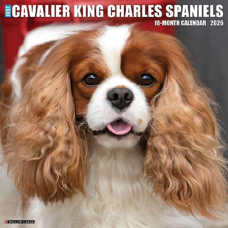 Cavalier King Charles Spaniels 2026 12 X 12 Wall Calendar