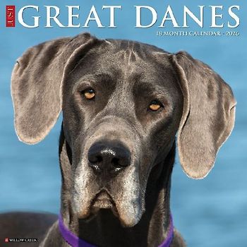 Great Danes 2026 12 X 12 Wall Calendar