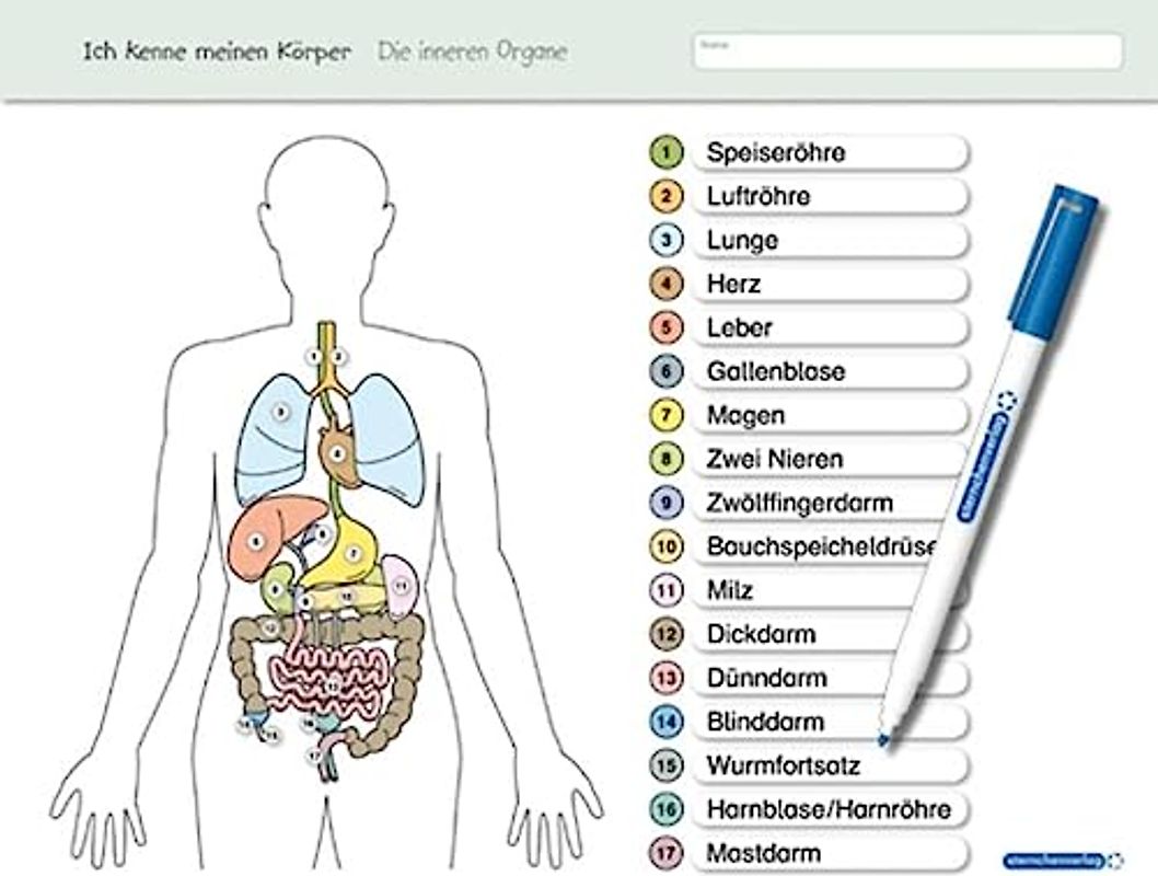 Ich kenne meinen Körper - Die inneren Organe: Für die 3. bis 6. Klasse - Stabile wiederbeschreibbare Lernvorlage im großen Format (Vorder- und ... - trocken abwischbar ohne zu schmieren