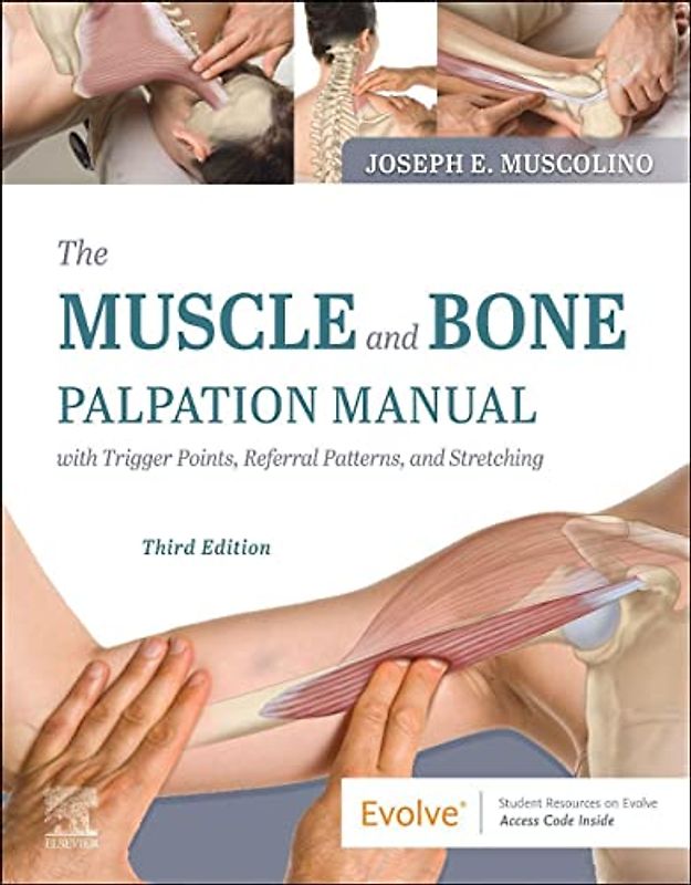 The Muscle and Bone
