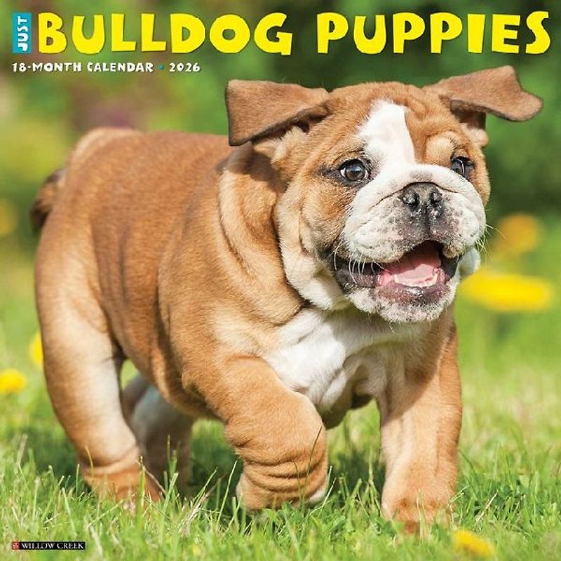 Bulldog Puppies 2026 12 X 12 Wall Calendar