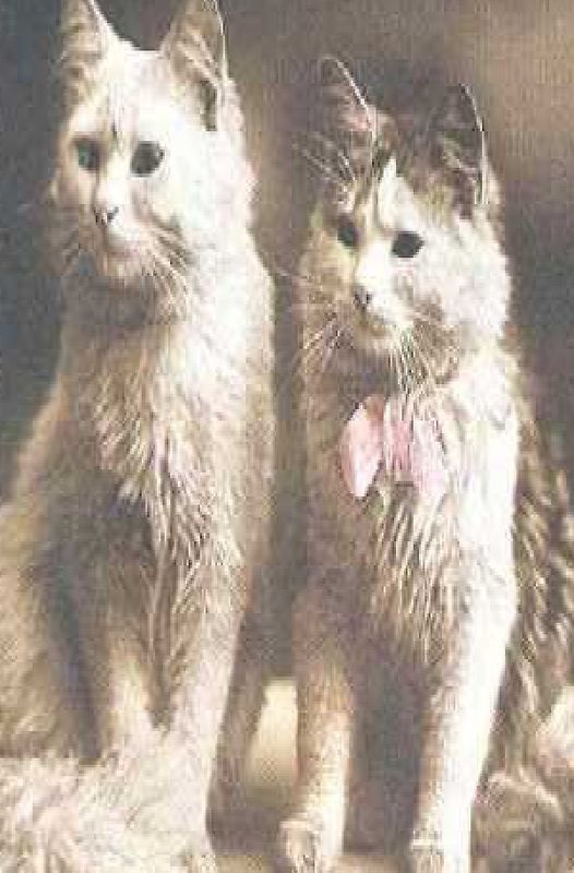 Anadolu Kedisi - Die Wahrheit über die türkischen Katzen