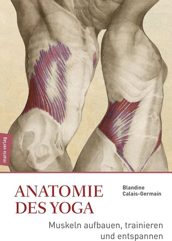 Anatomie im Yoga