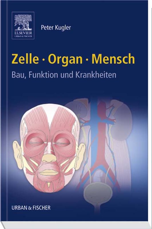 Zelle Organ Mensch