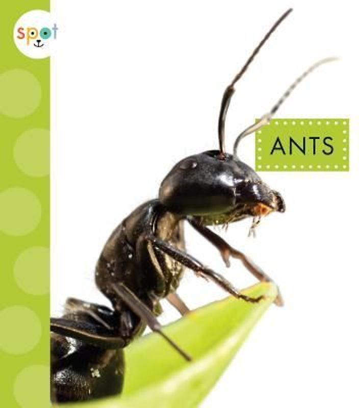 Ants