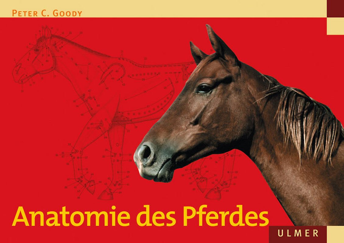 Anatomie des Pferdes