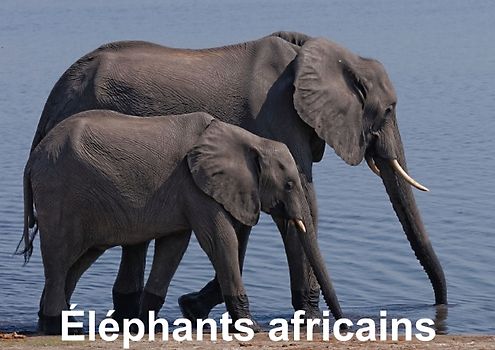 Éléphants africains (Livre poster  DIN A3 horizontal)