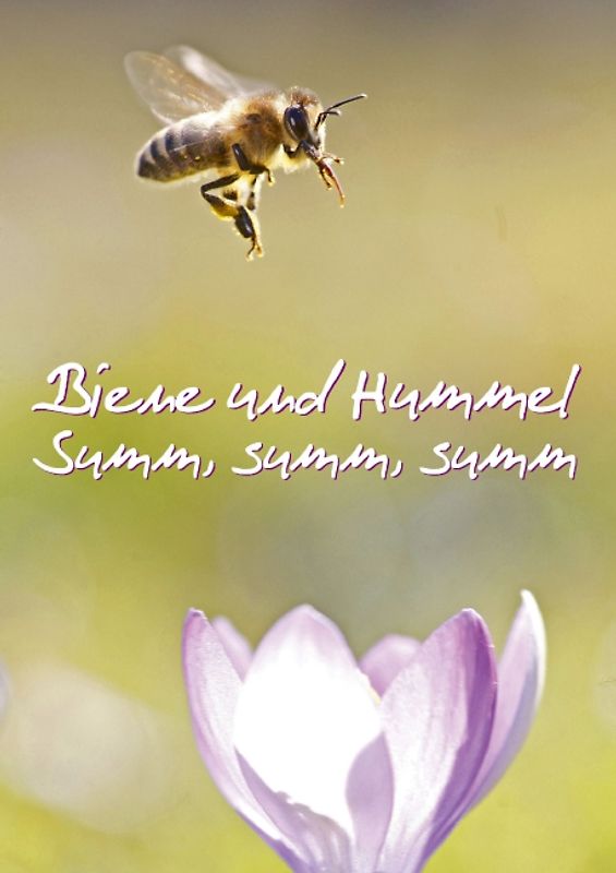 Biene und Hummel (Posterbuch DIN A4 hoch)