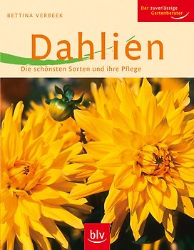 Dahlien