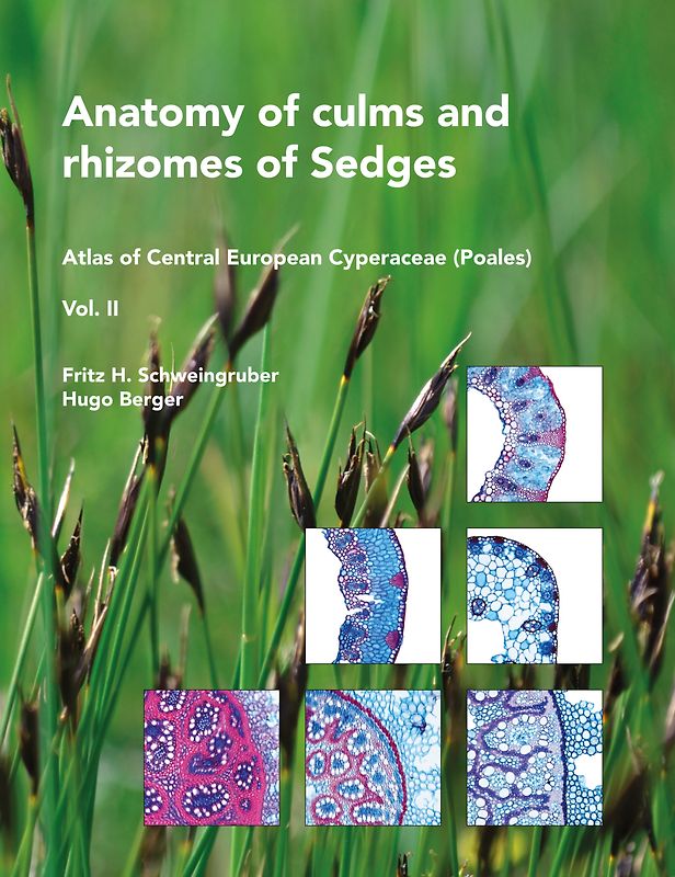Anatomy of culms and rhizomes of Sedges