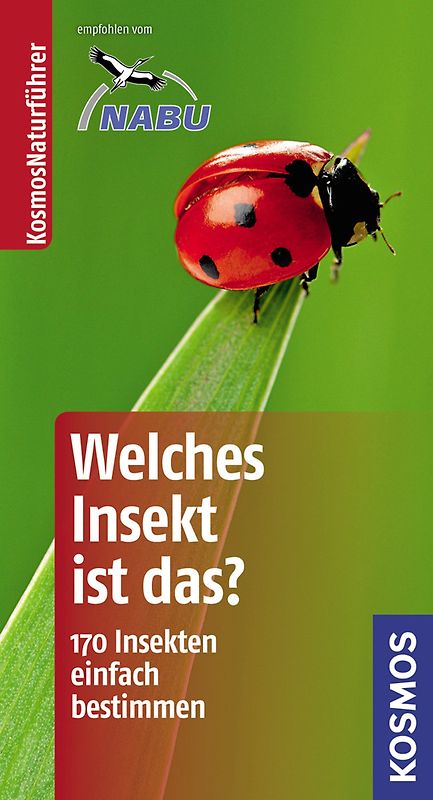 Welches Insekt ist das?