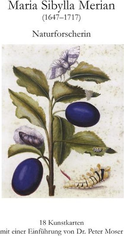 Maria Sibylla Merian
